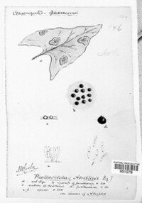 Stagonospora atriplicis image
